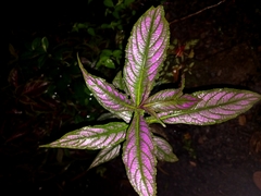 Strobilanthes auriculata dyeriana