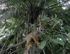 Saimiri sciureus