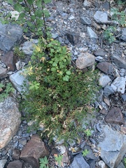 Penstemon