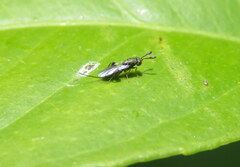 Torymidae