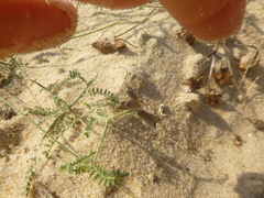 Astragalus baionensis