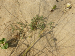 Astragalus baionensis