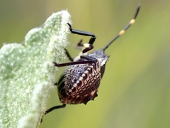 Oncocoris apicalis