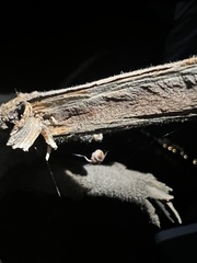 Parasteatoda tepidariorum
