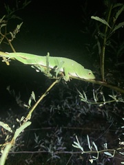 Anolis biporcatus