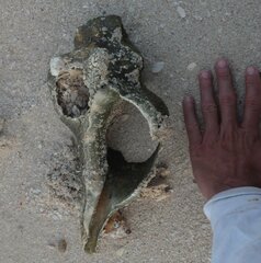 Triplofusus giganteus