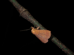 Singara diversalis