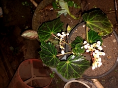 Begonia bowerae