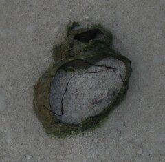 Triplofusus giganteus