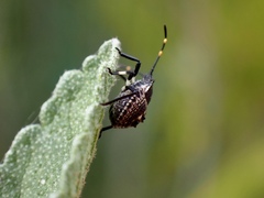 Oncocoris apicalis