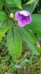 Brunfelsia pauciflora
