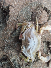 Callinectes arcuatus