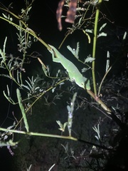 Anolis biporcatus