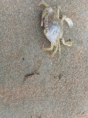 Callinectes arcuatus