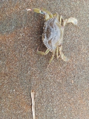 Callinectes arcuatus