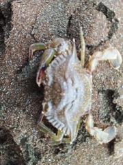 Callinectes arcuatus