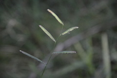 Paspalum denticulatum