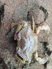 Callinectes arcuatus