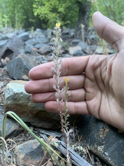 Sedum stenopetalum