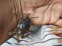 Callinectes arcuatus