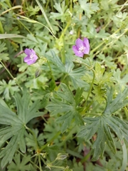 Geranium homeanum