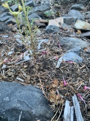 Sedum stenopetalum