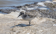 Calidris pusilla