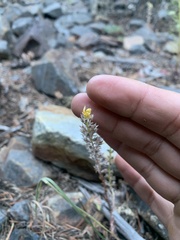 Sedum stenopetalum