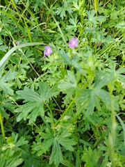 Geranium homeanum