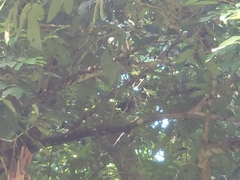 Garrulax leucolophus