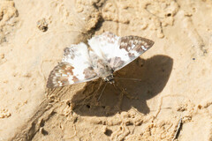 Polyctor polyctor polyctor