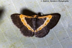 Peratophyga trigonata