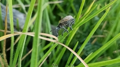 Ericydeus viridans