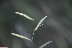 Paspalum denticulatum