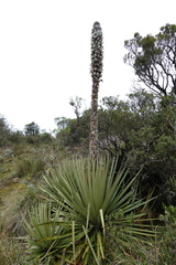 Puya goudotiana