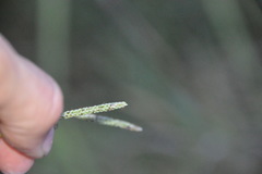 Paspalum denticulatum