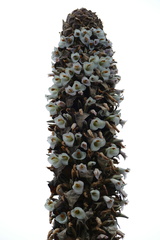 Puya goudotiana