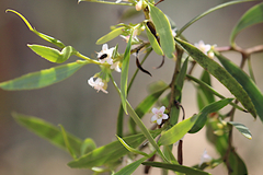 Myoporum platycarpum