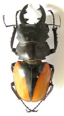 Odontolabis cuvera cuvera