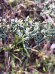 Ceanothus foliosus vineatus