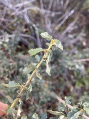 Ceanothus foliosus vineatus