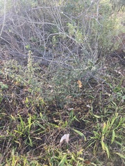Ceanothus foliosus vineatus