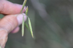 Paspalum denticulatum