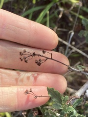 Ceanothus foliosus vineatus