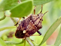 Oncocoris apicalis