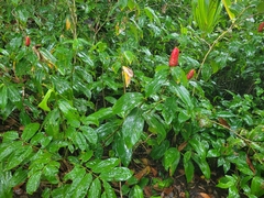 Costus woodsonii image