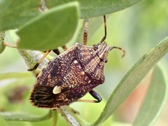 Oncocoris apicalis