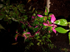 Alternanthera brasiliana