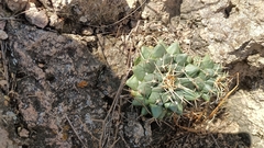 Mammillaria