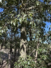 Brachychiton